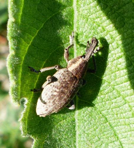 Réf. 189 411 : Lepyrus palustris